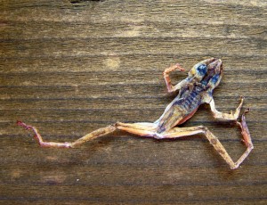 frog