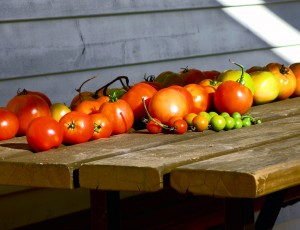 tomatoes