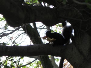 pizzasquirrel01