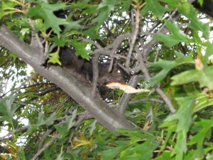 pizzasquirrel02