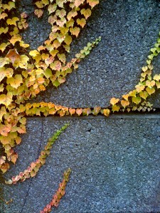vines