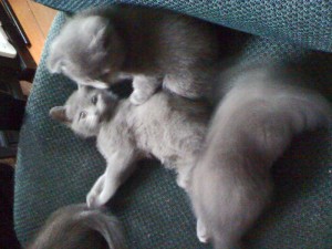 kittens