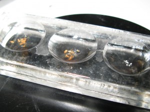 dissection