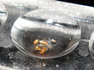 dissection_females