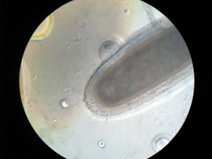 early_embryo