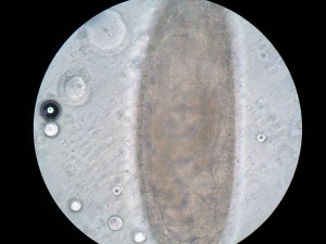 late_embryo