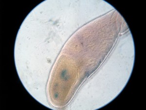 late_stage_oocyte