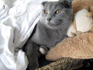 jammie_bedtime