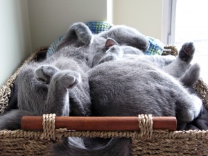 kittentangle01