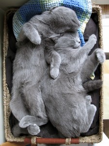 kittentangle02