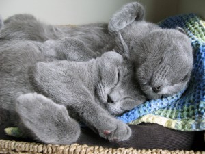 kittentangle03