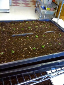 arabidopsis