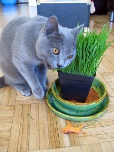 budgie_grassnoms