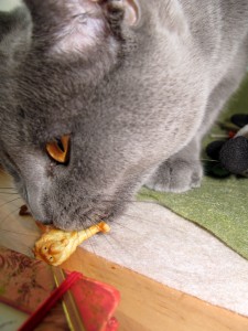 budgie_lionnoms