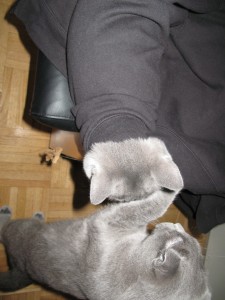 budgie_sleeve