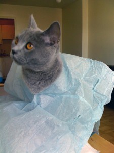 budgie_tutu