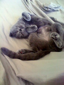 jammie_shavedtummy02