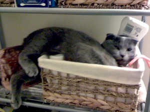 jammie_weebasket