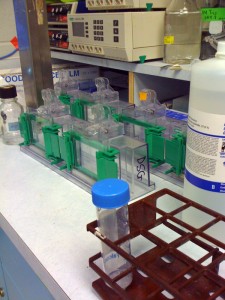 protein_gels