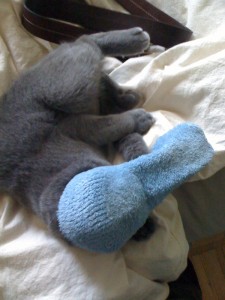 sockkitty