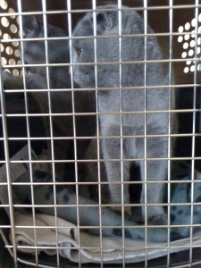 spaying_day