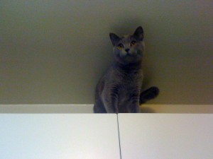 budgiequeenofkitchen
