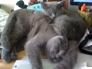 desknuggle06