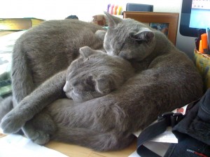 desknuggle07