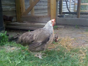 riverdale_chicken