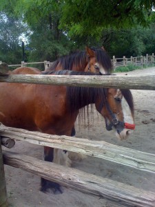 riverdale_horses