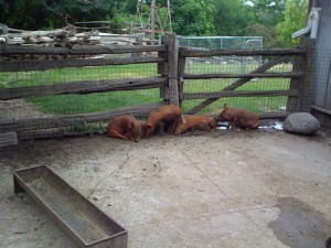 riverdale_piglets