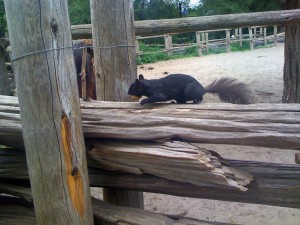 riverdale_squirrel