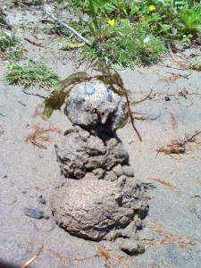 sandman
